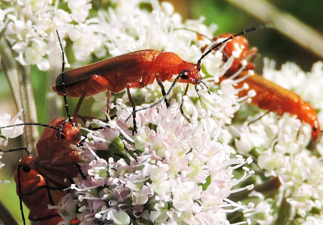 RED HEADED CARDINAL BEETLE Bill Bagley Photography